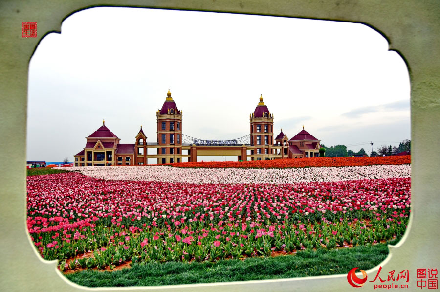 Intoxicating sea of tulip flowers in Luoyang