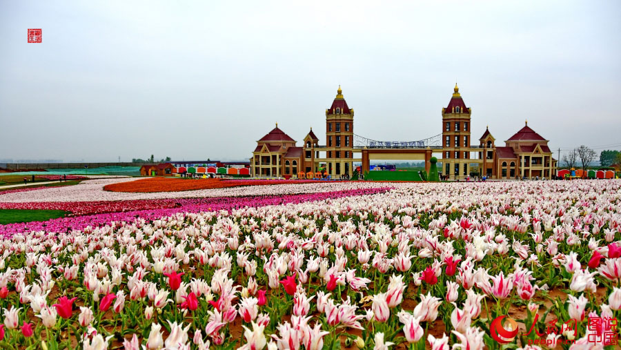Intoxicating sea of tulip flowers in Luoyang