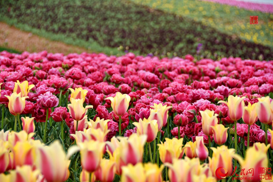 Intoxicating sea of tulip flowers in Luoyang