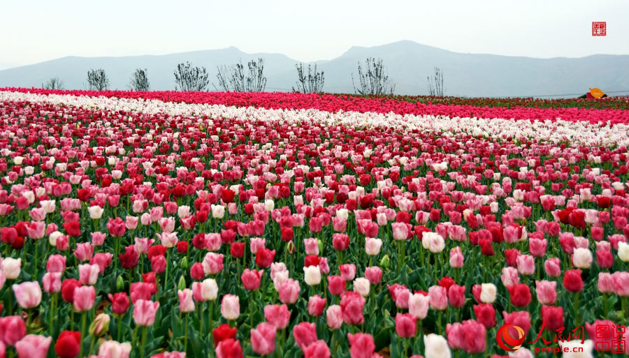 Intoxicating sea of tulip flowers in Luoyang