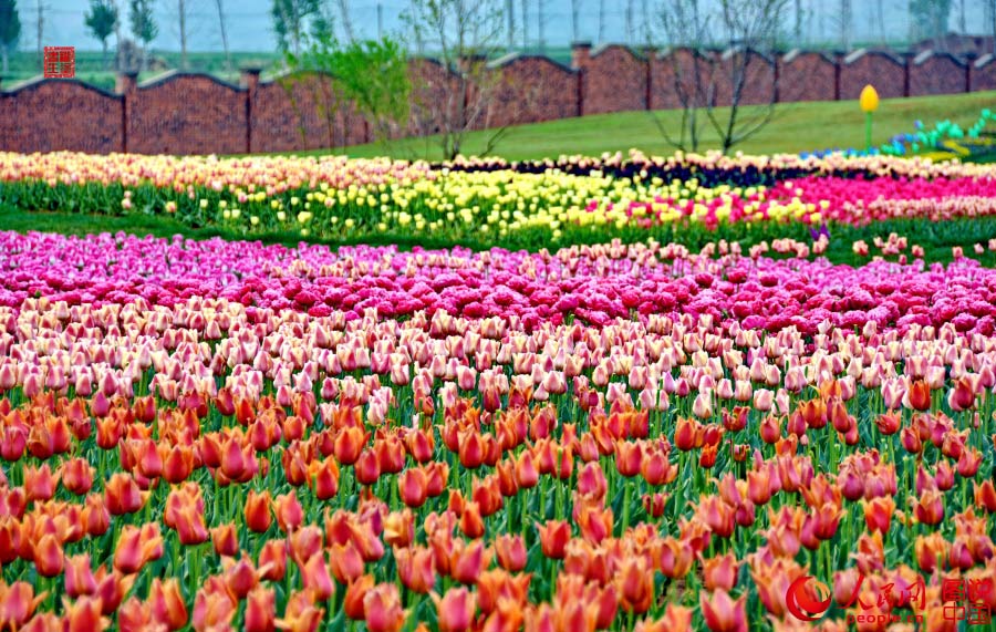 Intoxicating sea of tulip flowers in Luoyang
