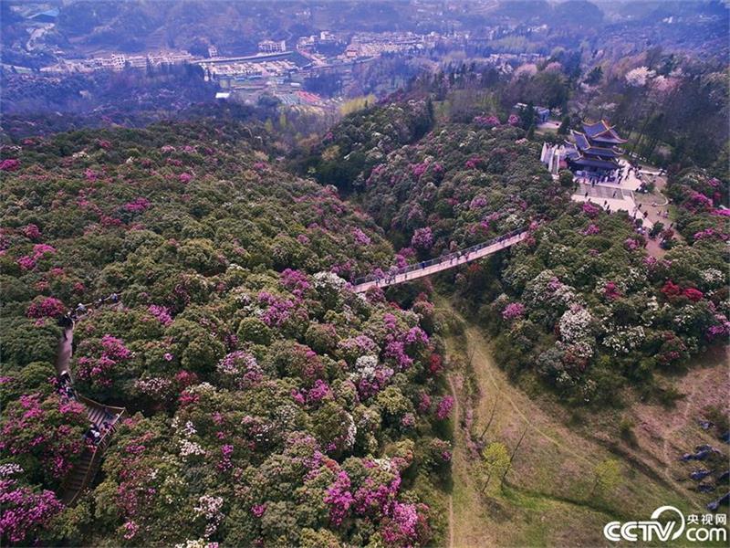 A sea of azaleas in Guizhou province