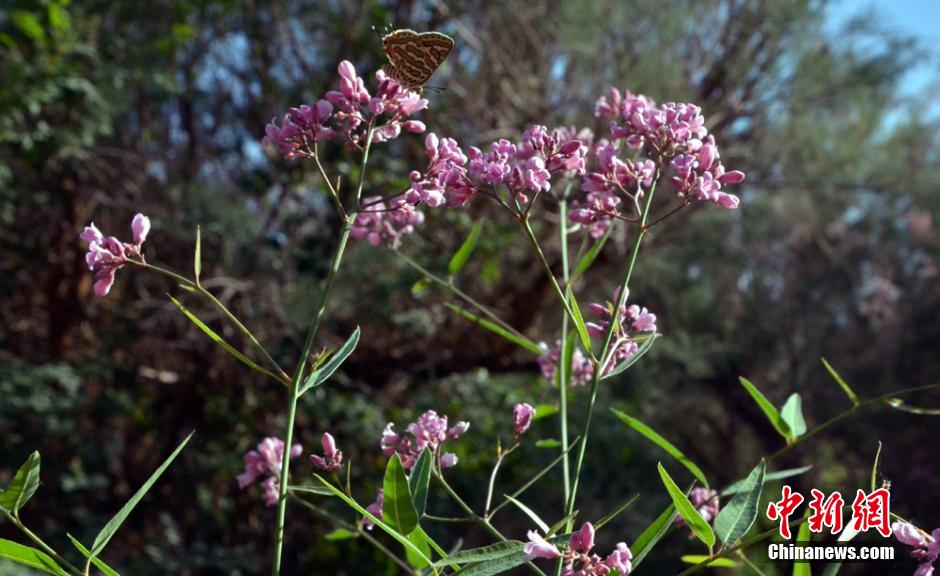 Desert plants blossom at world’s lowest botanical garden in NW China