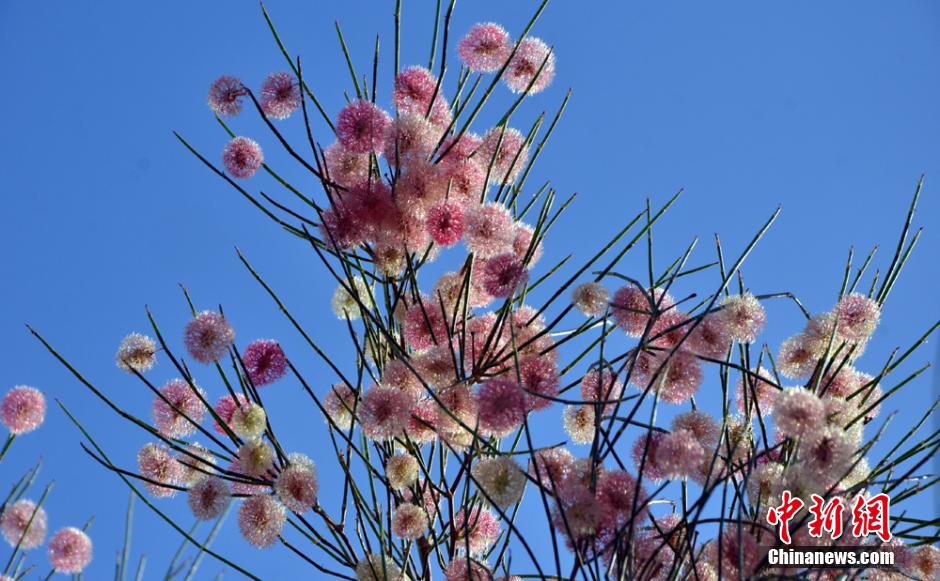 Desert plants blossom at world’s lowest botanical garden in NW China