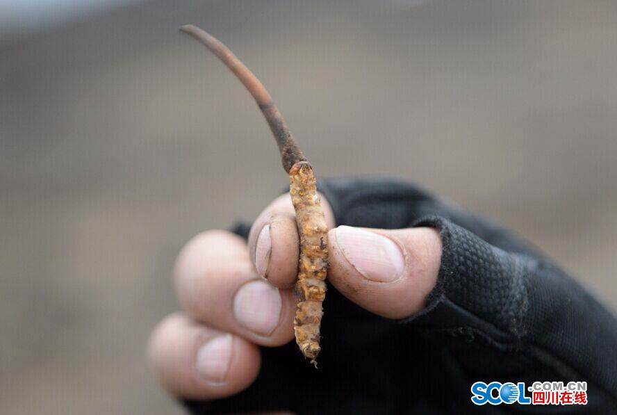Cordyceps diggers camp out on Chinese plateau