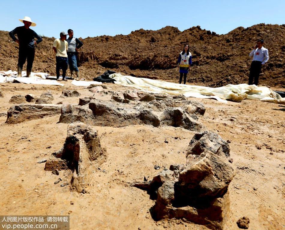 Fossils of ancient elephant discovered in eastern China