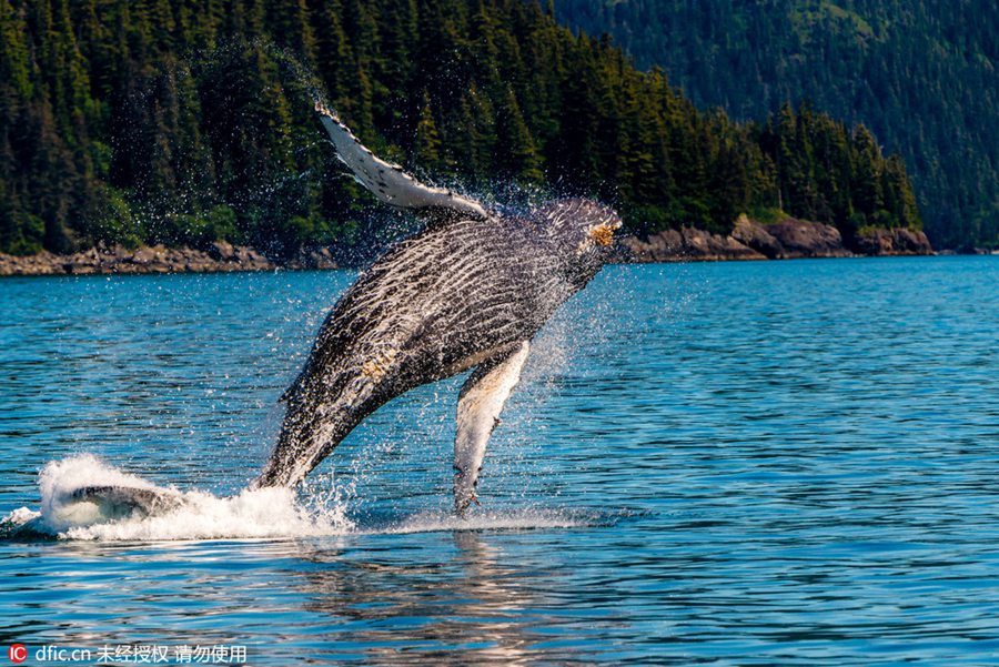 Amazing scene of 30-ton humpback whale leaping out of the sea
