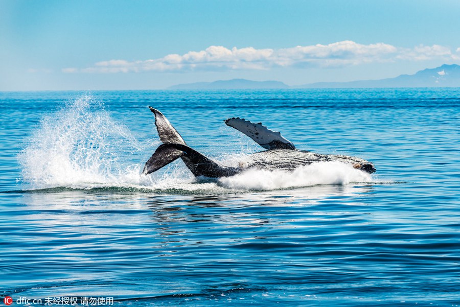Amazing scene of 30-ton humpback whale leaping out of the sea