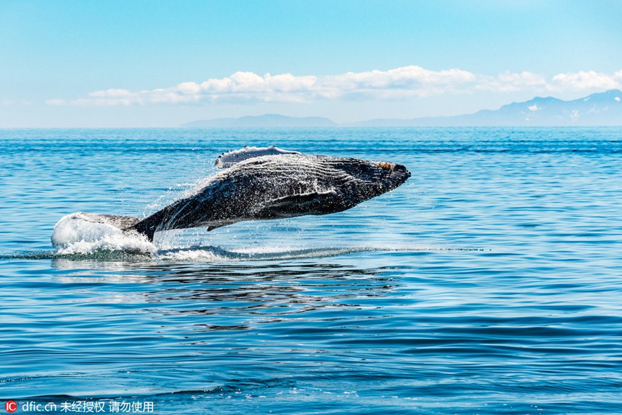 Amazing scene of 30-ton humpback whale leaping out of the sea