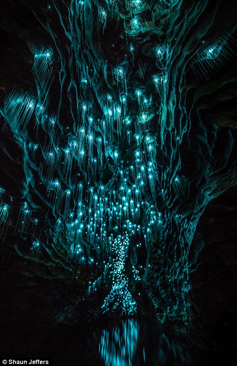 The light fantastic: Spellbinding images show glow worms illuminating a pitch black New Zealand grotto in streaks of turquoise