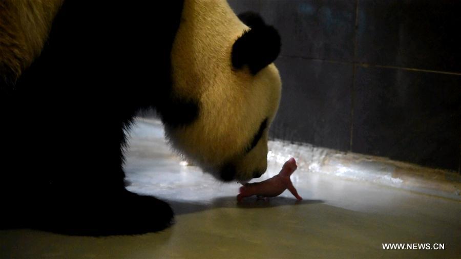 Giant panda in Macao gives birth to twin cubs