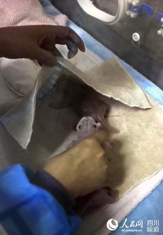 Giant panda twins born in SW China