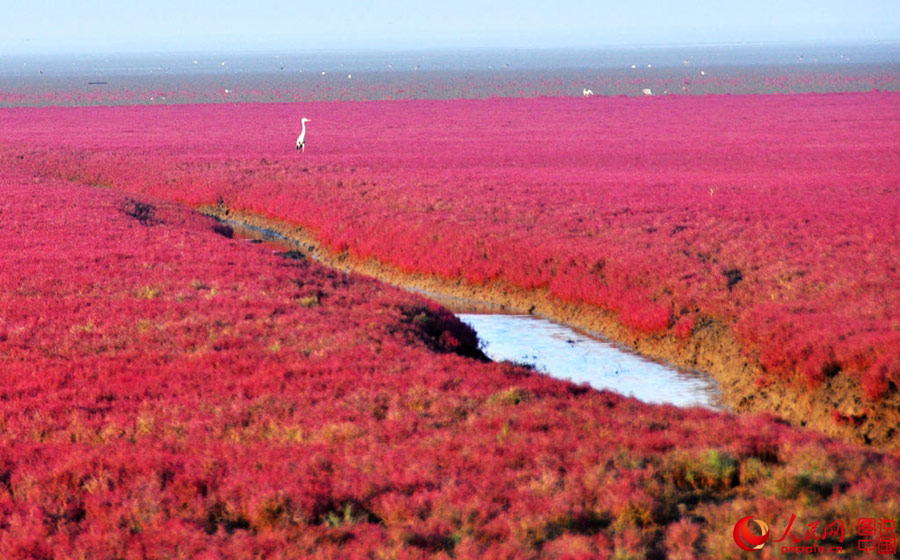 Unique red beach in Liaoning