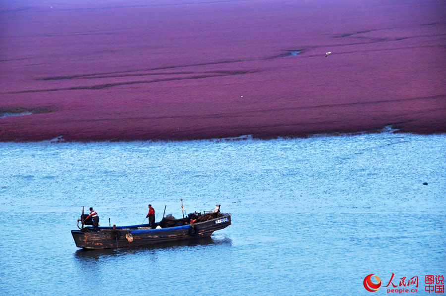 Unique red beach in Liaoning