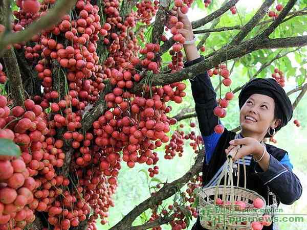 Jiangcheng Sanya Berry