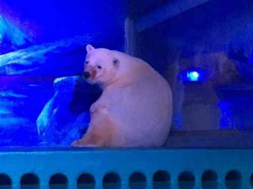 'World's saddest polar bear' exhibited in Chinese shopping mall
