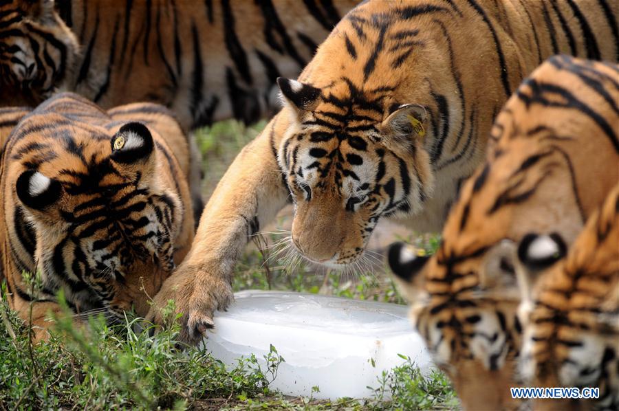 Siberian tigers enjoy summer days in NE China