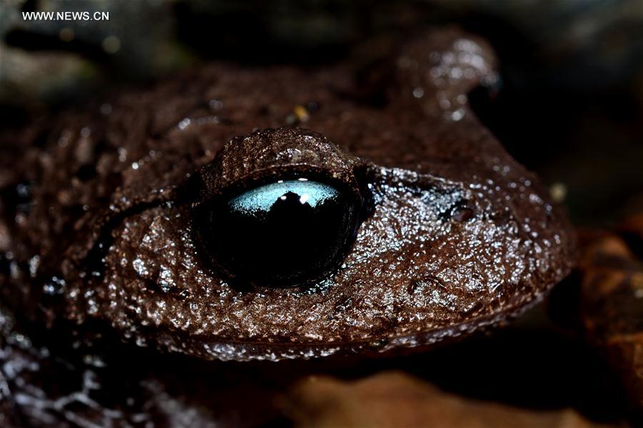 New amphibian species found in SW China