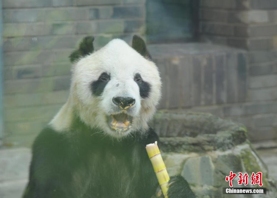 Giant panda 'Panpan' turns 31