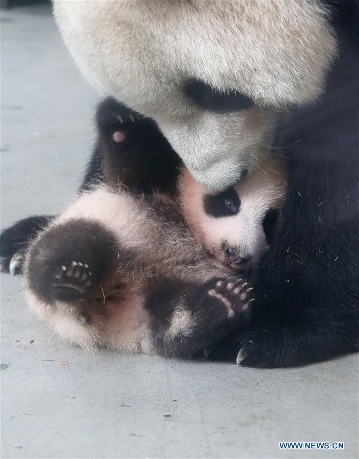 CHINA-SHANGHAI-GIANT PANDA CUB (CN)