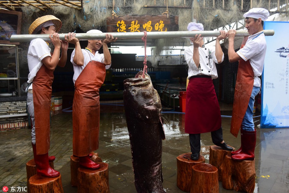 Giant grouper caught in Hainan