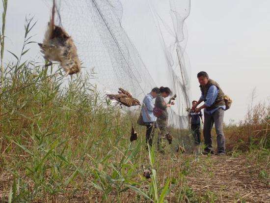Volunteers save 3,000 illegally hunted birds in North China
