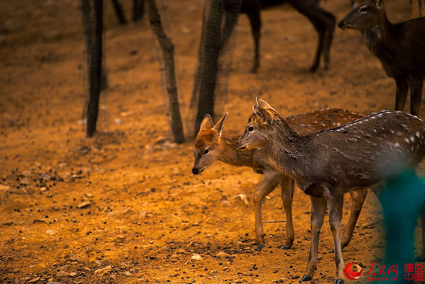 Hengshan Temple in autumn
