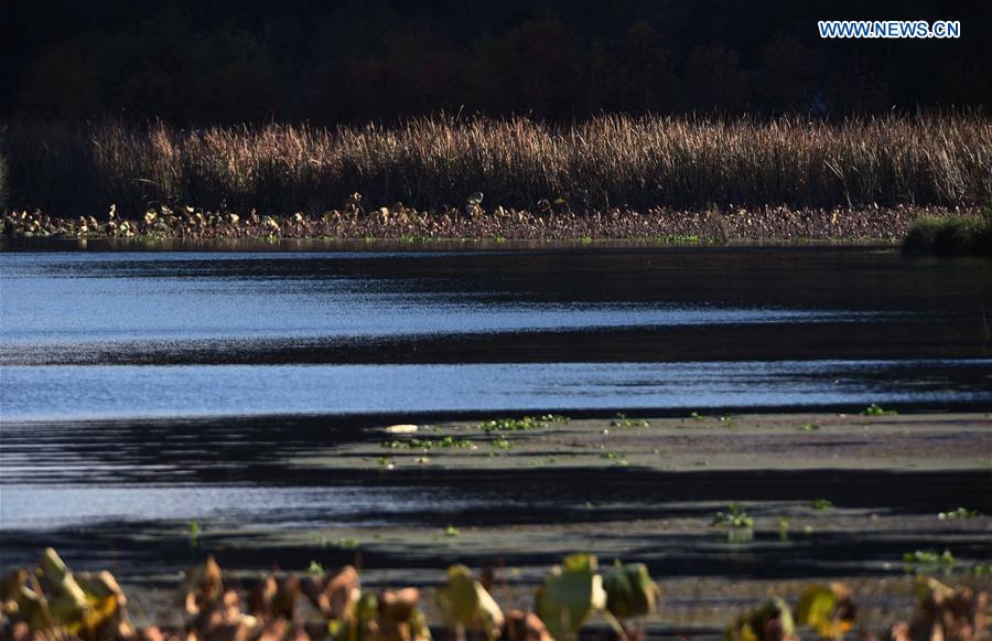 CHINA-YUNNAN-PUZHEHEI WETLAND PARK (CN)