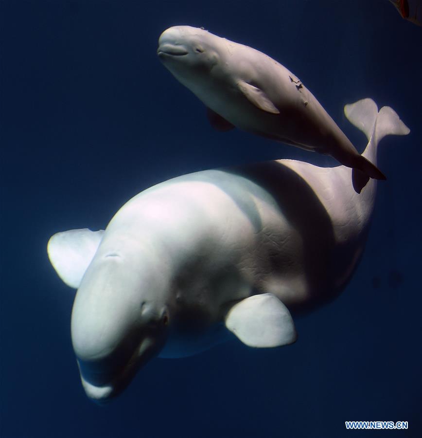 CHINA-CHANGSHA-BELUGA-BABY (CN)