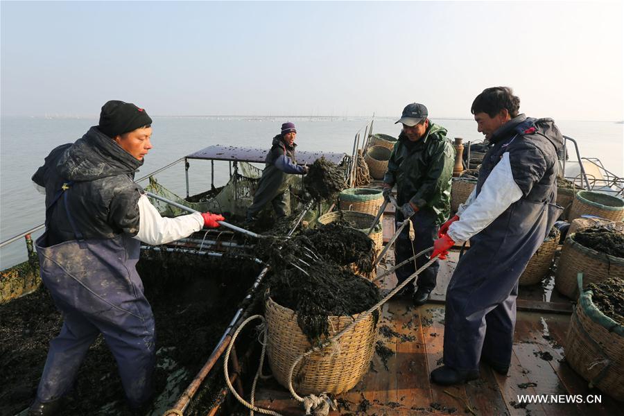 The harvest season comes in Liangyungang, a major planter and producer of seaweed in China.
