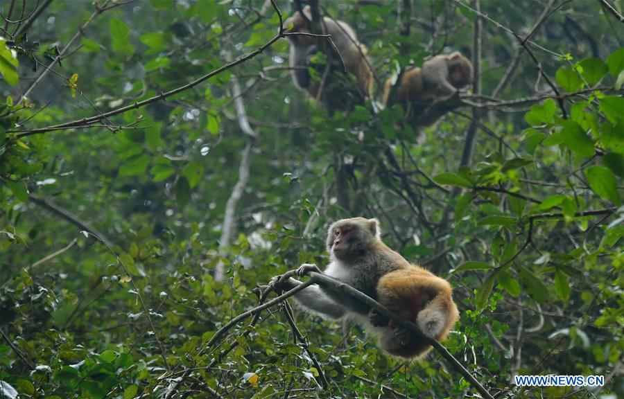 #CHINA-HUBEI-XUAN'EN-MACAQUE (CN)