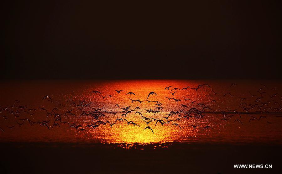 CHINA-HEBEI-CIXIAN COUNTY-MIGRANT BIRDS (CN)