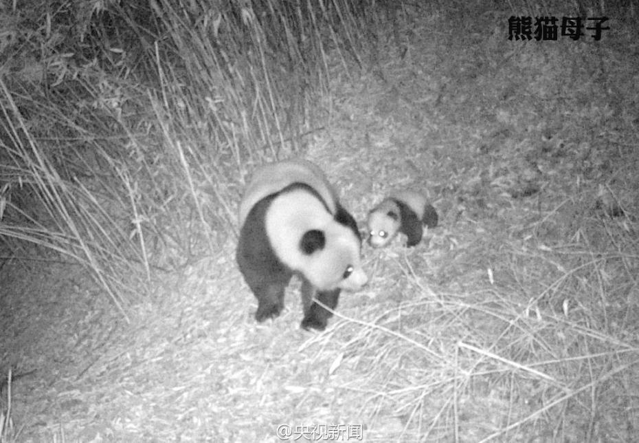 Animal selfies in Baishuijiang Nature Reserve