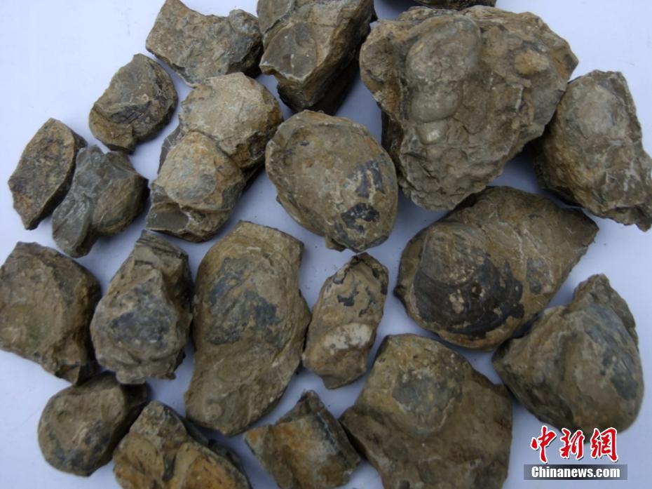 Ammonite fossils found in Sichuan