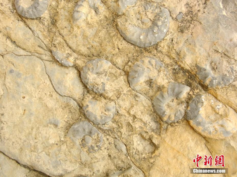 Ammonite fossils found in Sichuan