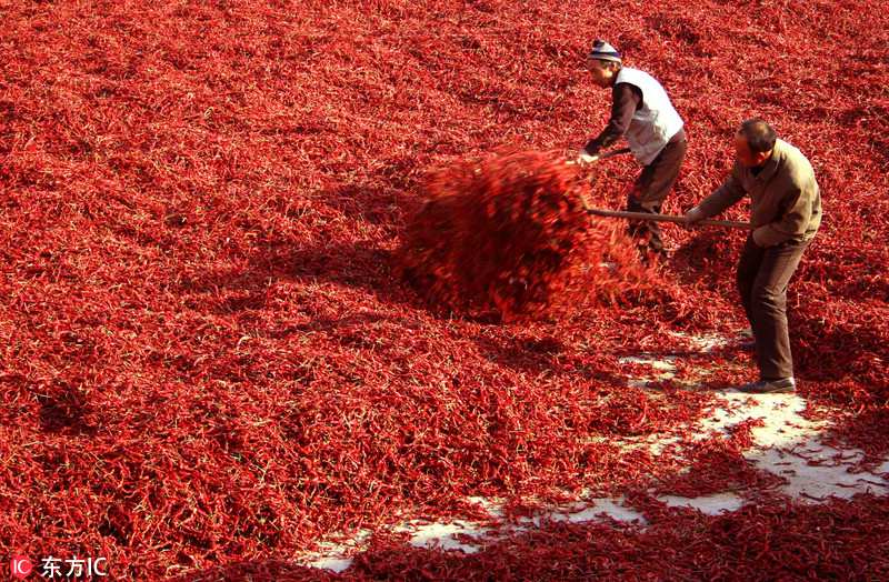 Pepper harvest bathes Shanxi village in sea of red
