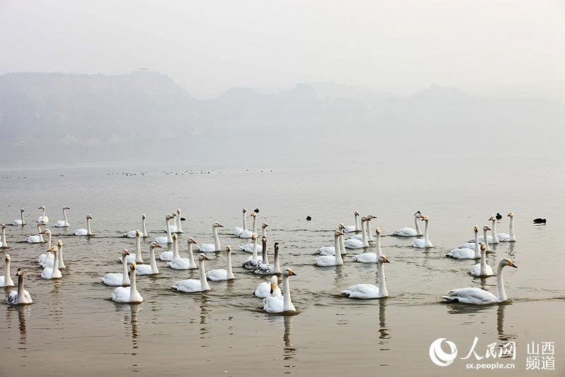 Swans spend winter in Sanwan Wetland