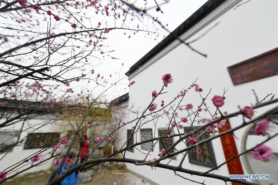 Plum blossoms seen in E China's Jiangsu