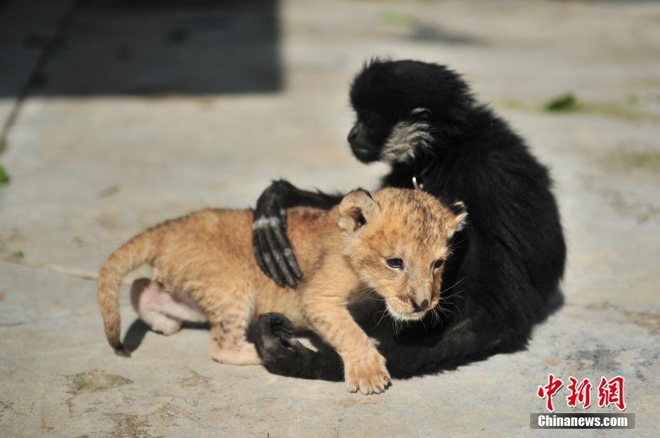 Newborn baby lion in Yunan wildlife park