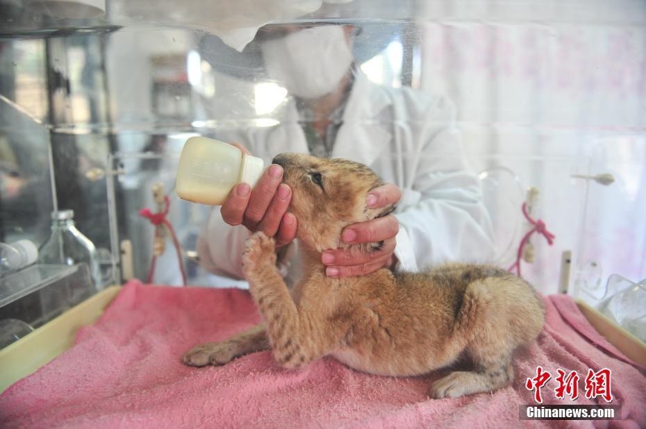 Newborn baby lion in Yunan wildlife park