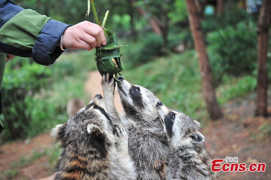 Special zongzi offered to animals for Dragon Boat Festival