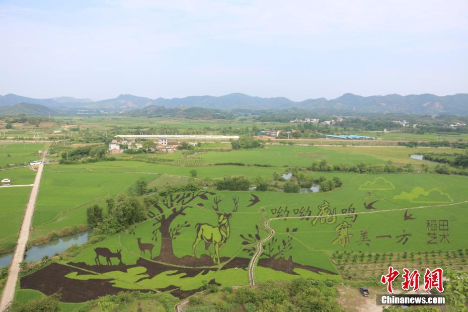 3-D photo of colorful Guangxi rice field increases farmers’ income