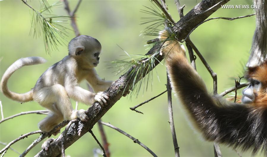 Golden monkeys play at research center in central China's Shennongjia