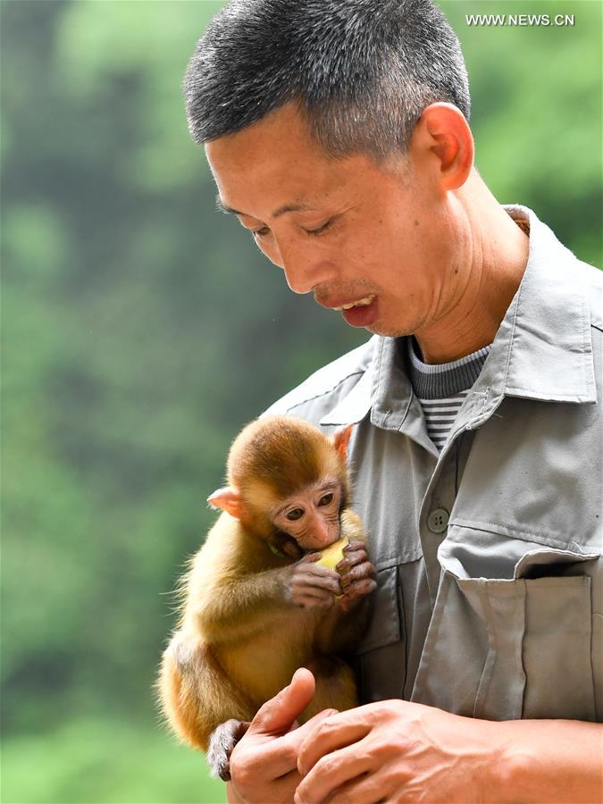 Macaques attract tourists at scenic spot in SW China's Chongqing