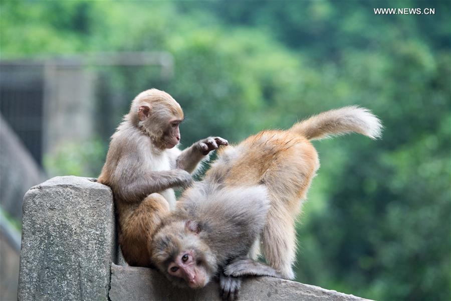 Macaques attract tourists at scenic spot in SW China's Chongqing