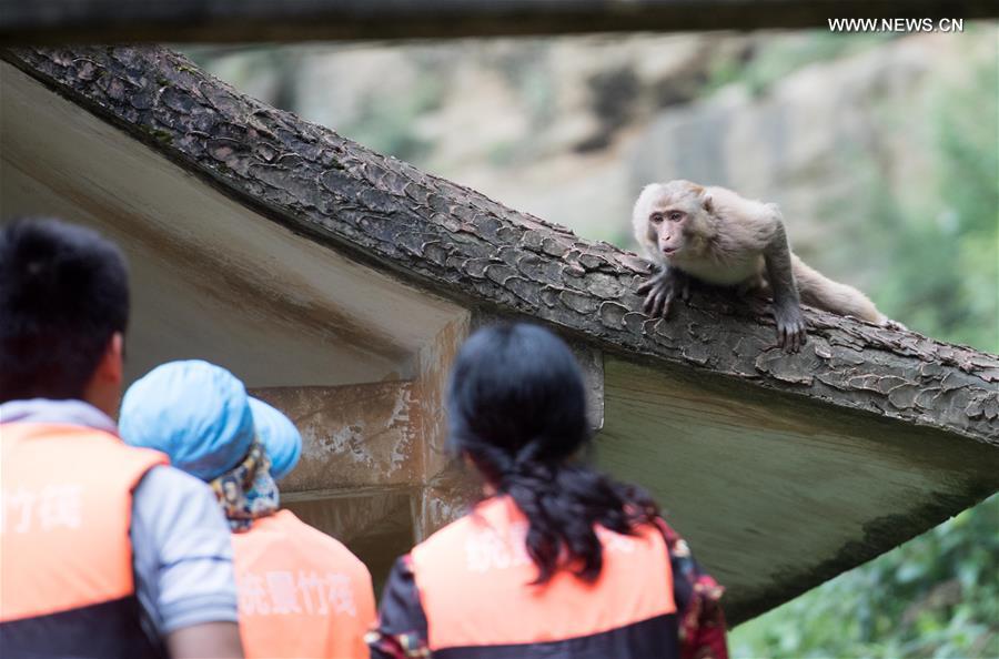 Macaques attract tourists at scenic spot in SW China's Chongqing