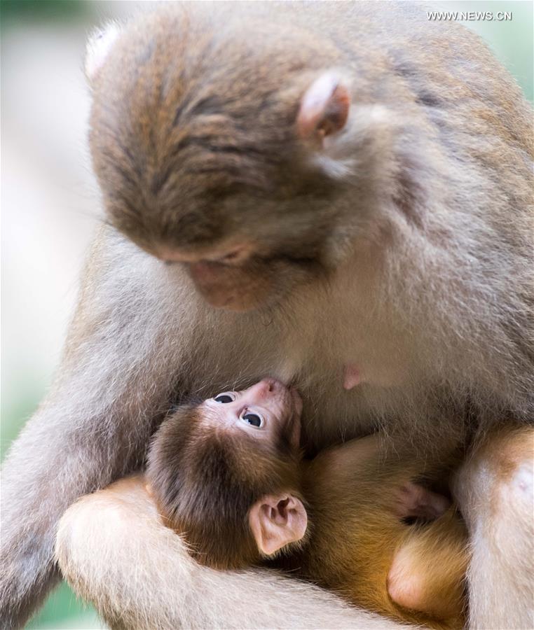 Macaques attract tourists at scenic spot in SW China's Chongqing