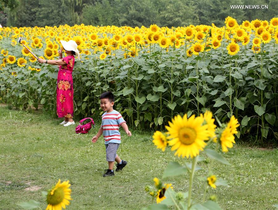 Sunflowers enter blooming season at Olympic Forest Park in Beijing