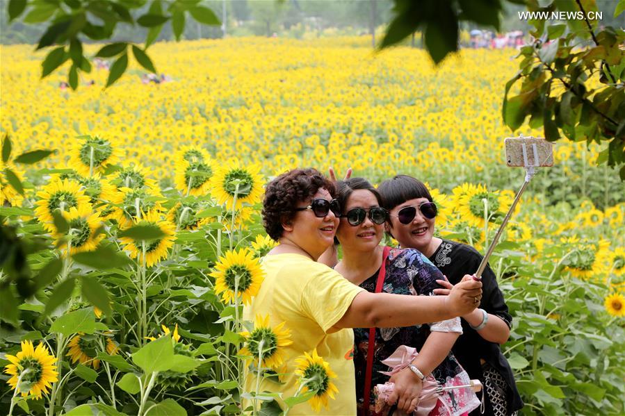 Sunflowers enter blooming season at Olympic Forest Park in Beijing