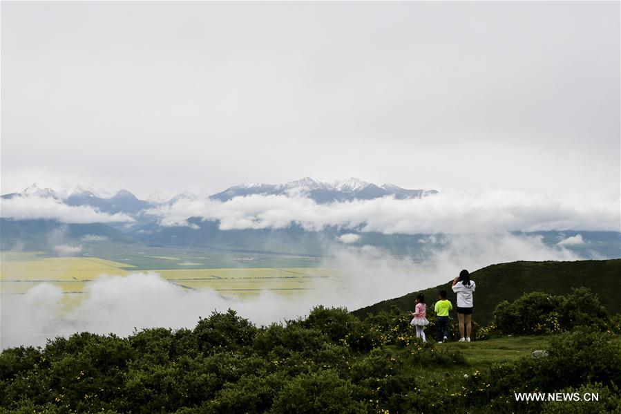 Tourists enjoy cole flowers in Qinghai